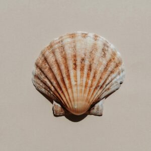 scallop shell