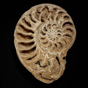sundial shell split in half showing ridges