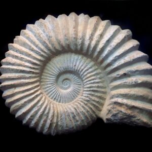 full sundial fossil