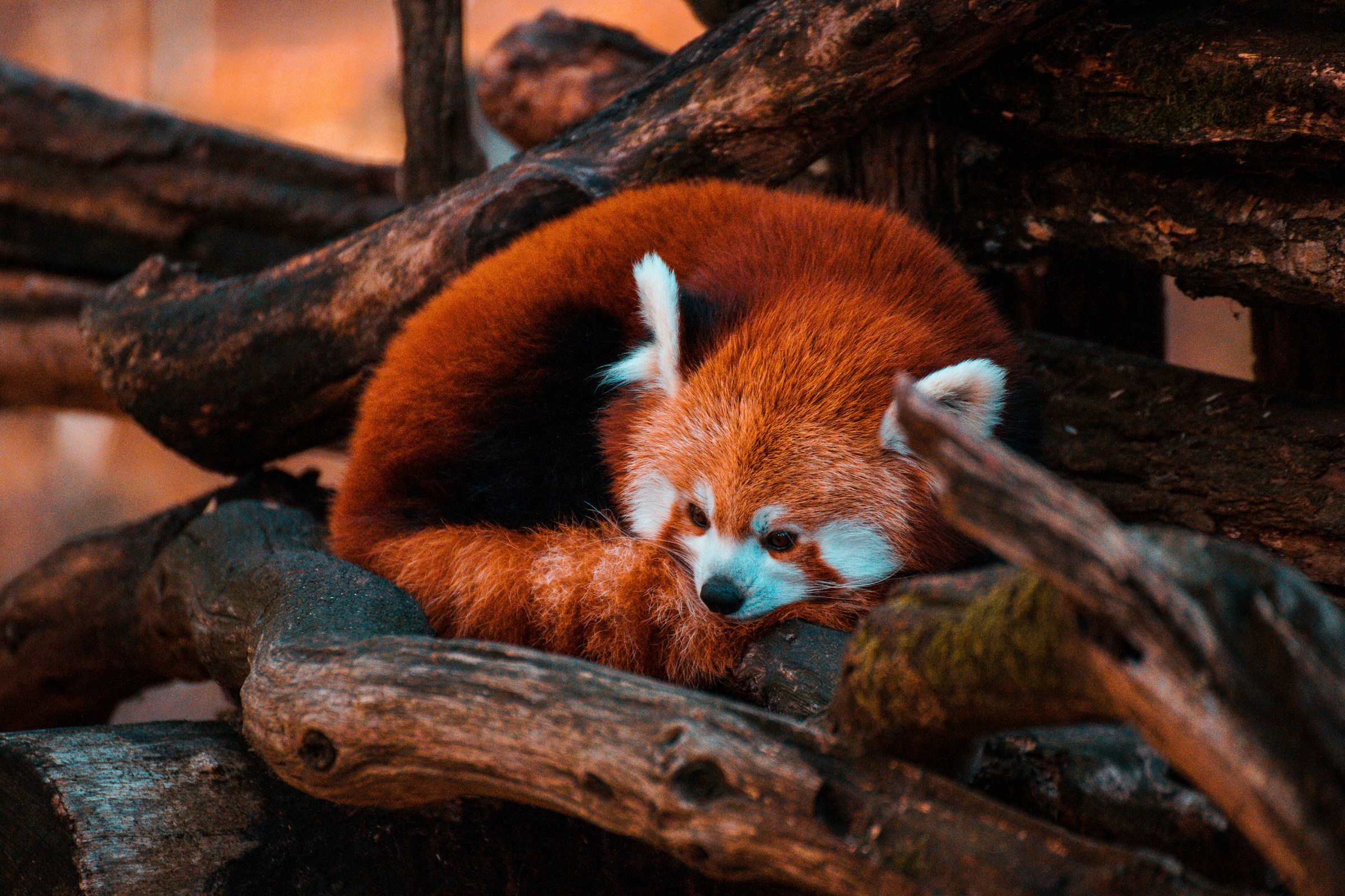 Red Panda Sleeping