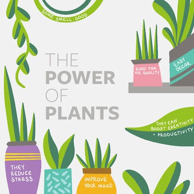 graphic showing benefits of house plants