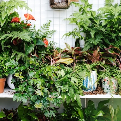picture of various house plants