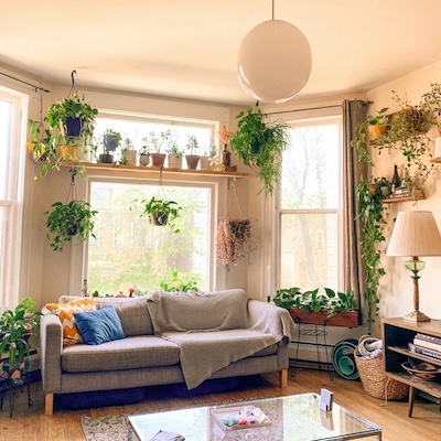 picture of various house plants