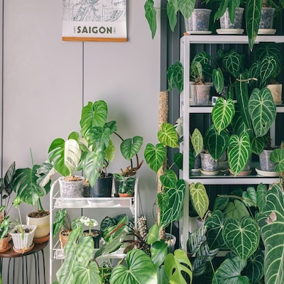 picture of various house plants