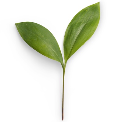 leaf logo