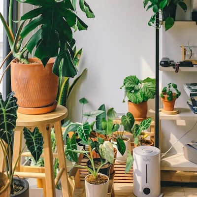 picture of various house plants
